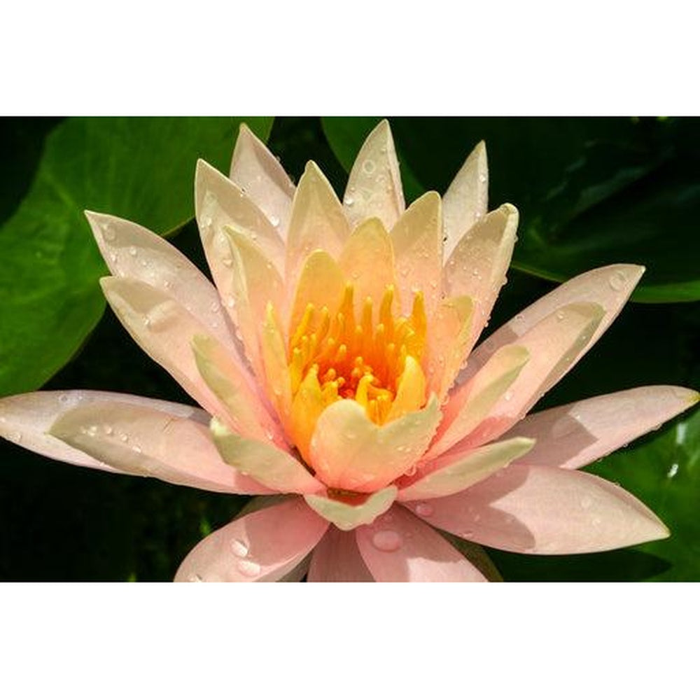 Georgia Peach Medium Water Lily 3 Litre Hex