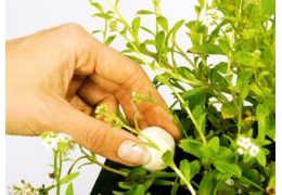 Velda Growth Balls 185g