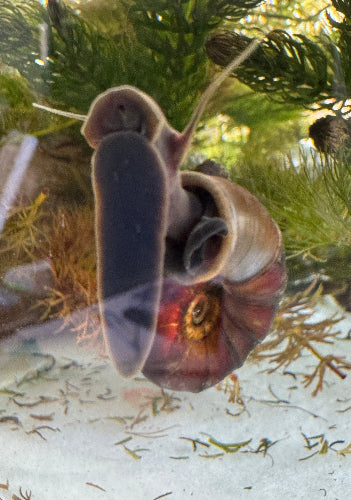 Ramshorn Snails