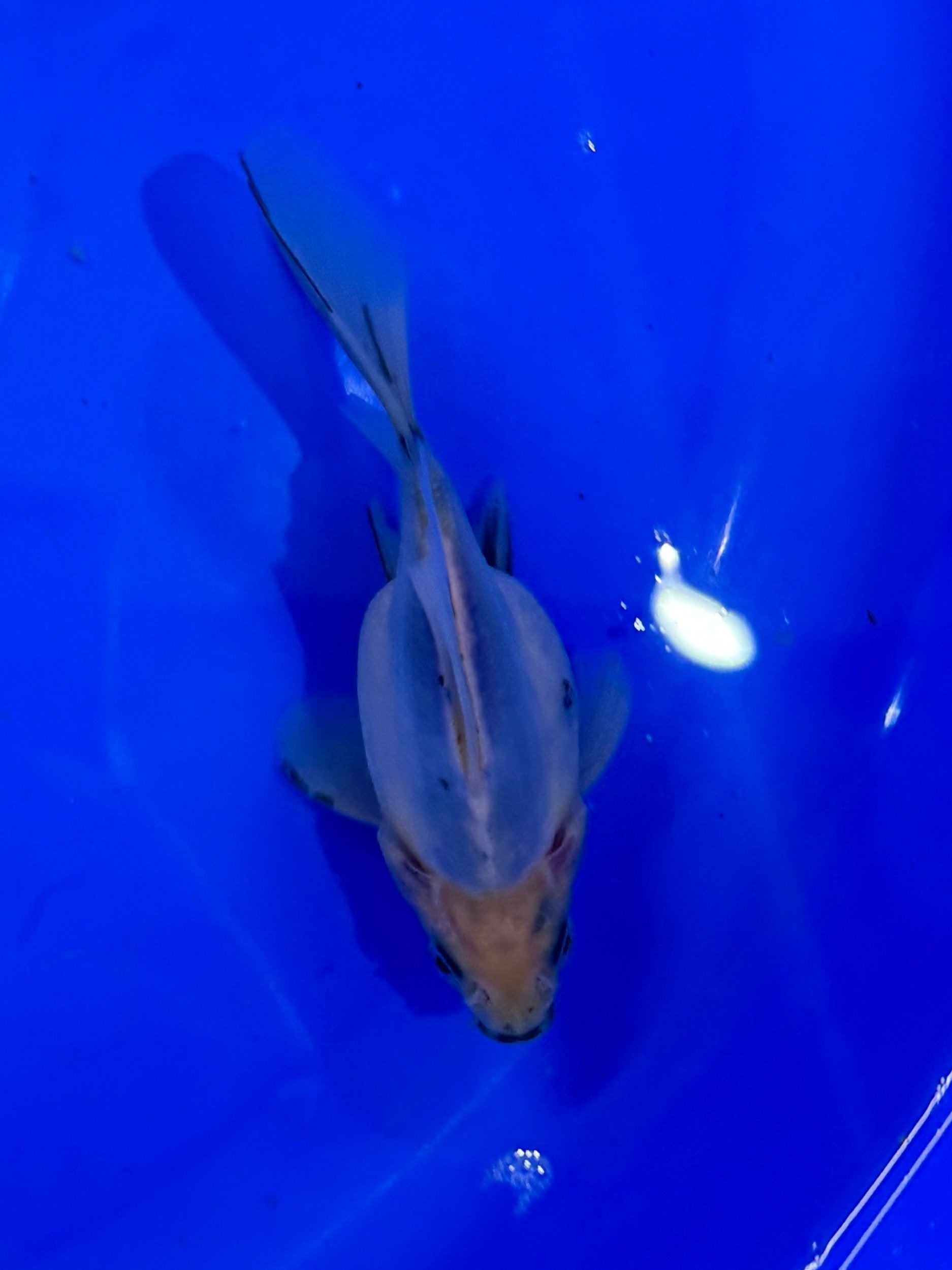 HQ NND Tamasaba Japanese Goldfish - Kawari 13cm