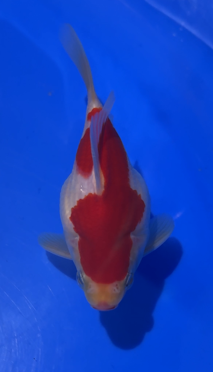VHQ NND Tamasaba Japanese Goldfish - #5 red/white +-12cm