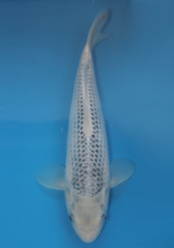 Ozumi Ikarashi Asagi 34cm