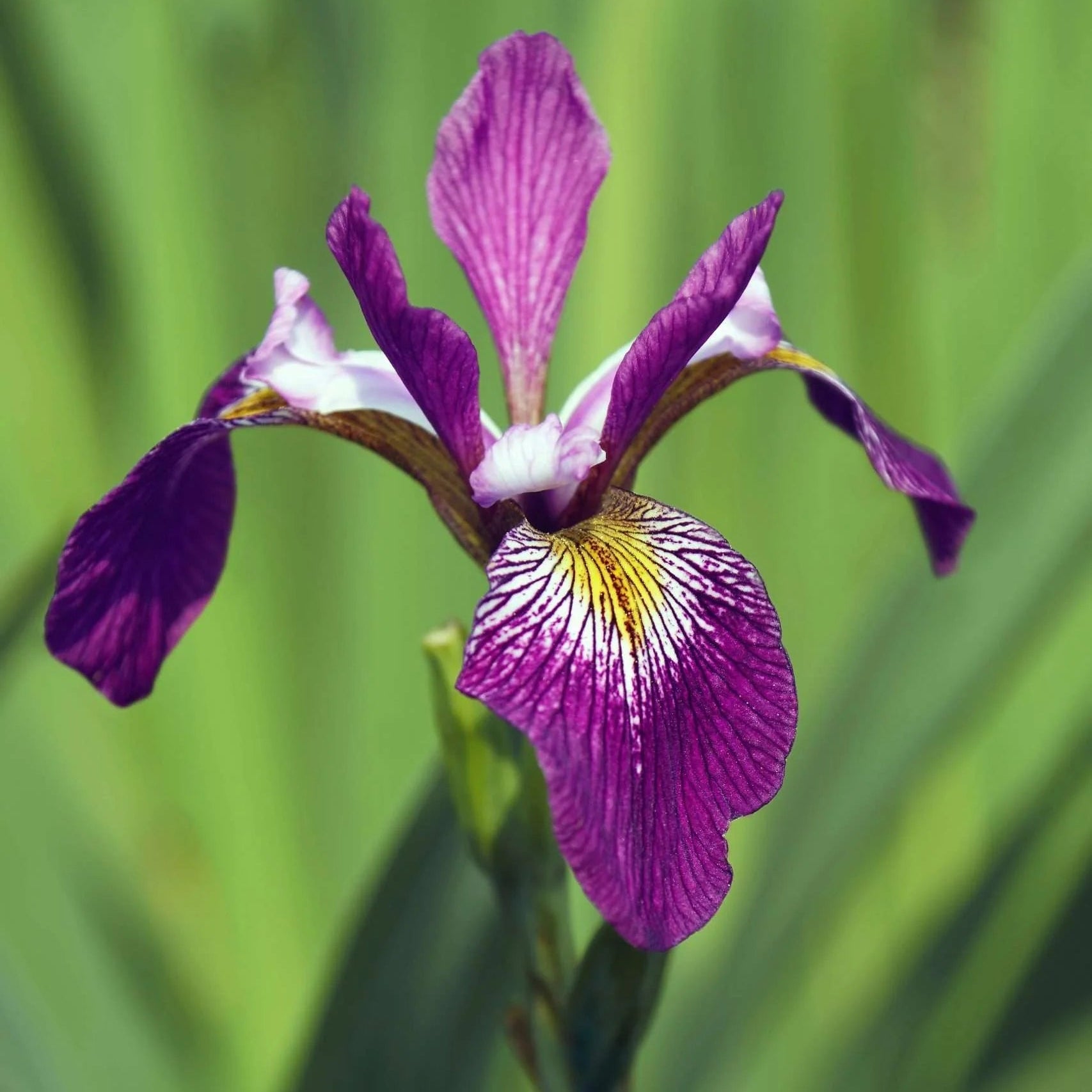 Iris Versicolor Kermasina Pond Plant Plum Iris