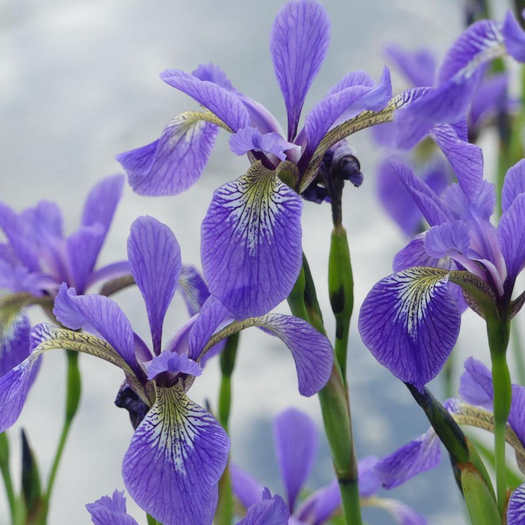 Iris Versicolor Pond Plant Lilac Iris