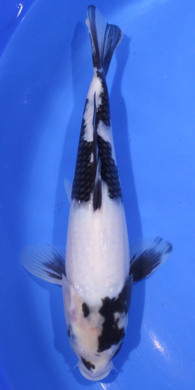 A beautiful Shiro Utsuri from the famous Japanese Koi carp breeder Omosako.