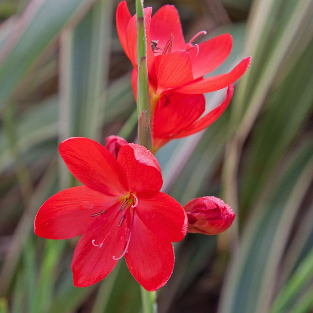 Schizostylus Coccinea Pond Plant Red Kaffir Lily