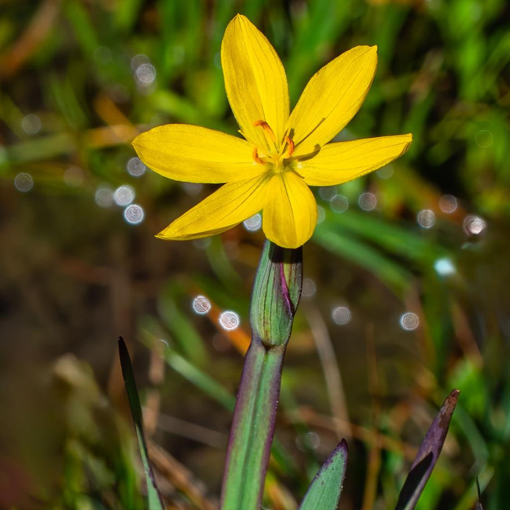 Sisyrinchum Californicum Pond Plant Yellow Satin Flowers