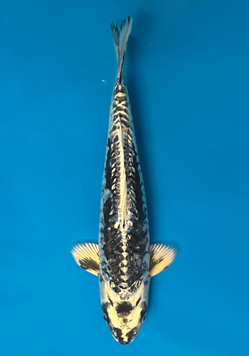 Miya Aragoke 30cm
