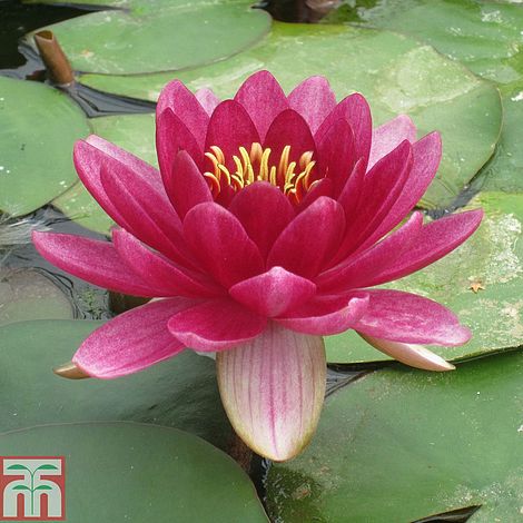 Perrys Red Dwarf Water Lilly 3 Ltr Pond Plant