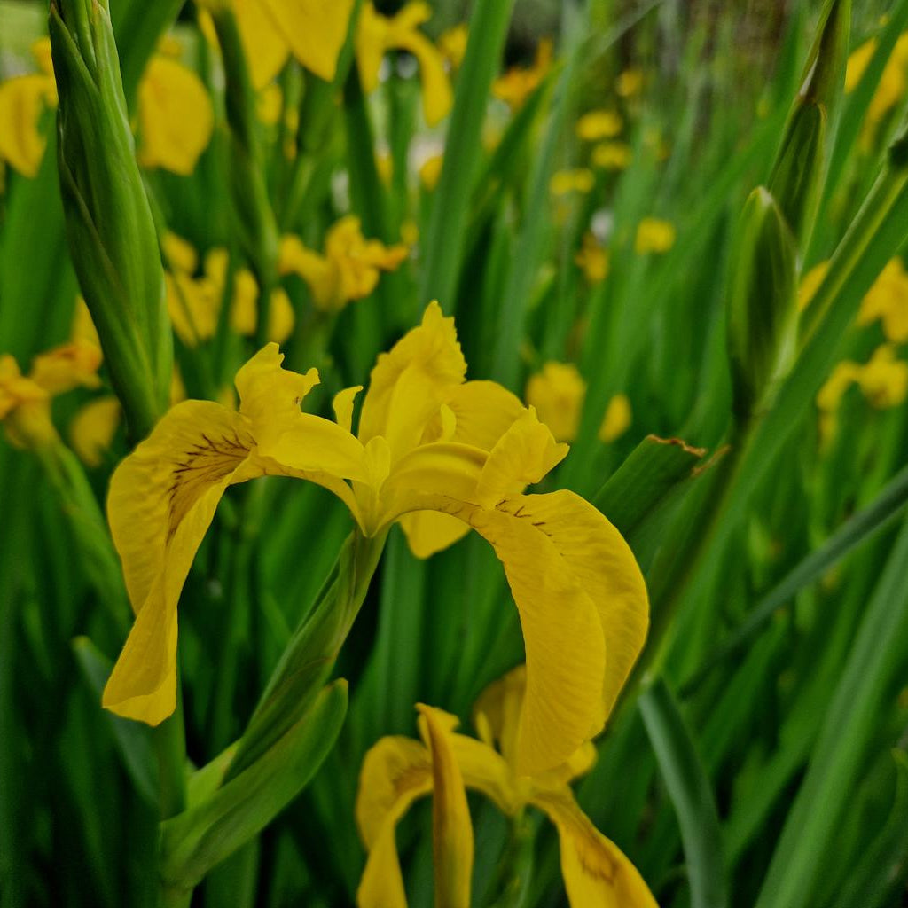 Iris Pseudacorus Variegata Pond Plant Variegated Yellow Iris