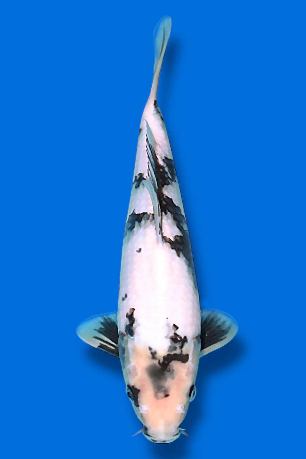 Shiro Utsuri #1 - 32cm - nisai - Okawa Nishikigoi Center