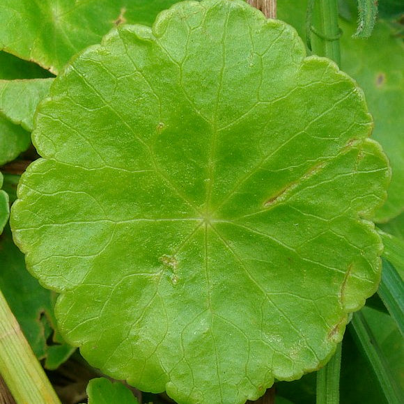 Hydrocotyle Vulgaris Pond Plant Marsh Pennywort