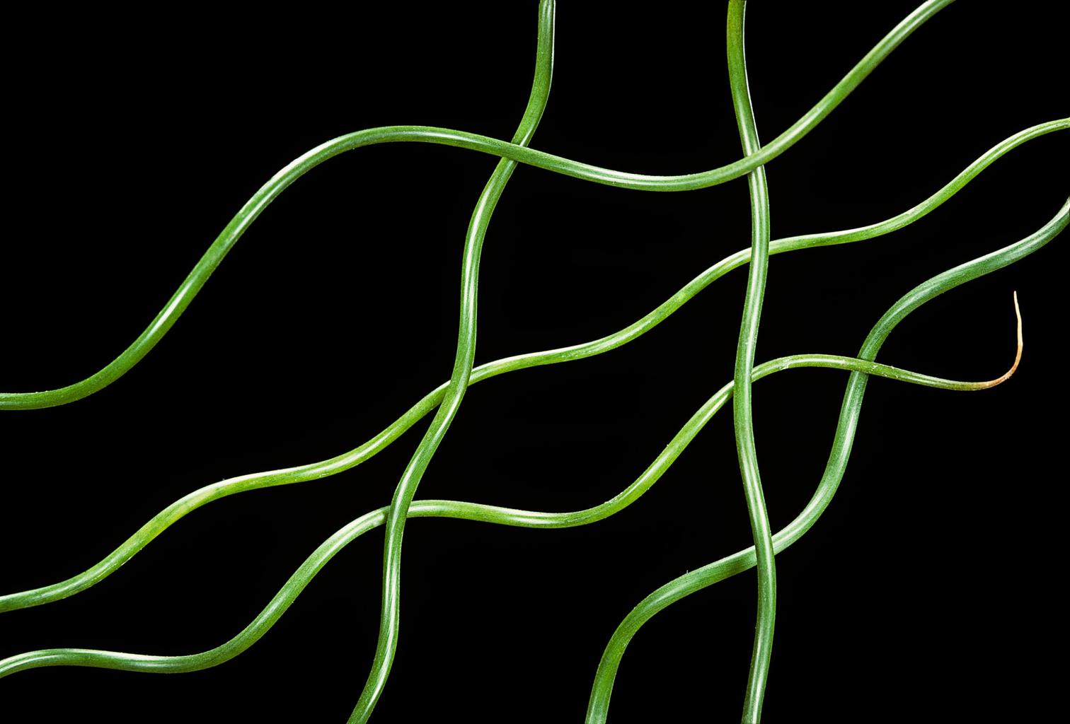 Juncus Effusus Spiralis Pond Plant Corkscrew Rush