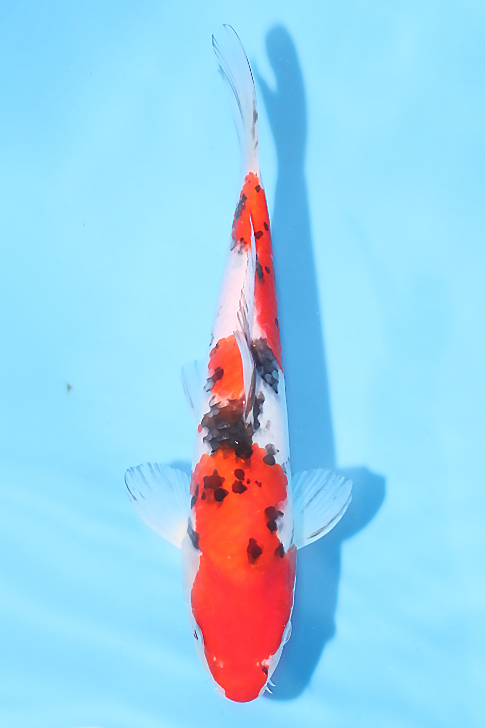 Sanke - jumbo tosai 26cm - Tamaura Koi Farm (TAM-SAN-02)