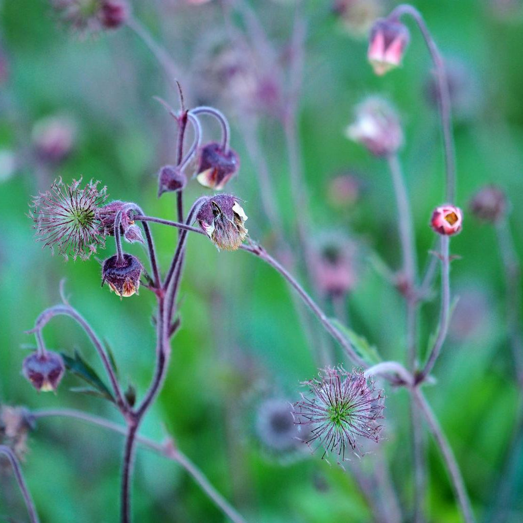 Geum Rivale Pond Plant Water Avens