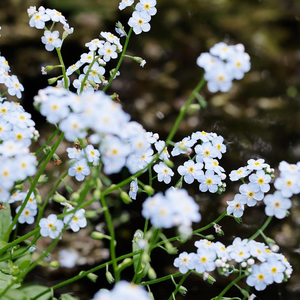 Myosotis Scirpoides Snowflakes Pond Plant White Water Forget-Me-Not