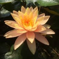 Perry's Orange Sunset Medium Water Lily 3 Ltr Hex Pond Plant