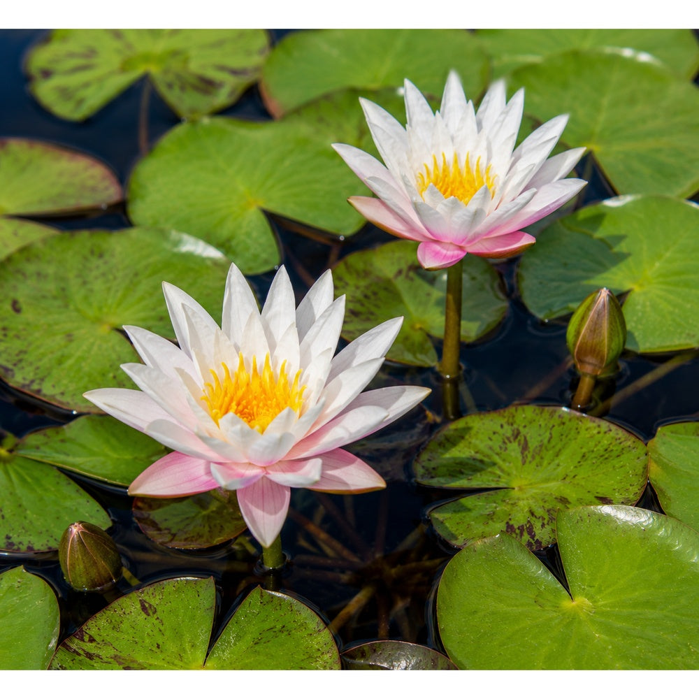 Yuh Long Dwarf/Small Water Lilly 2 Ltr Pond Plant