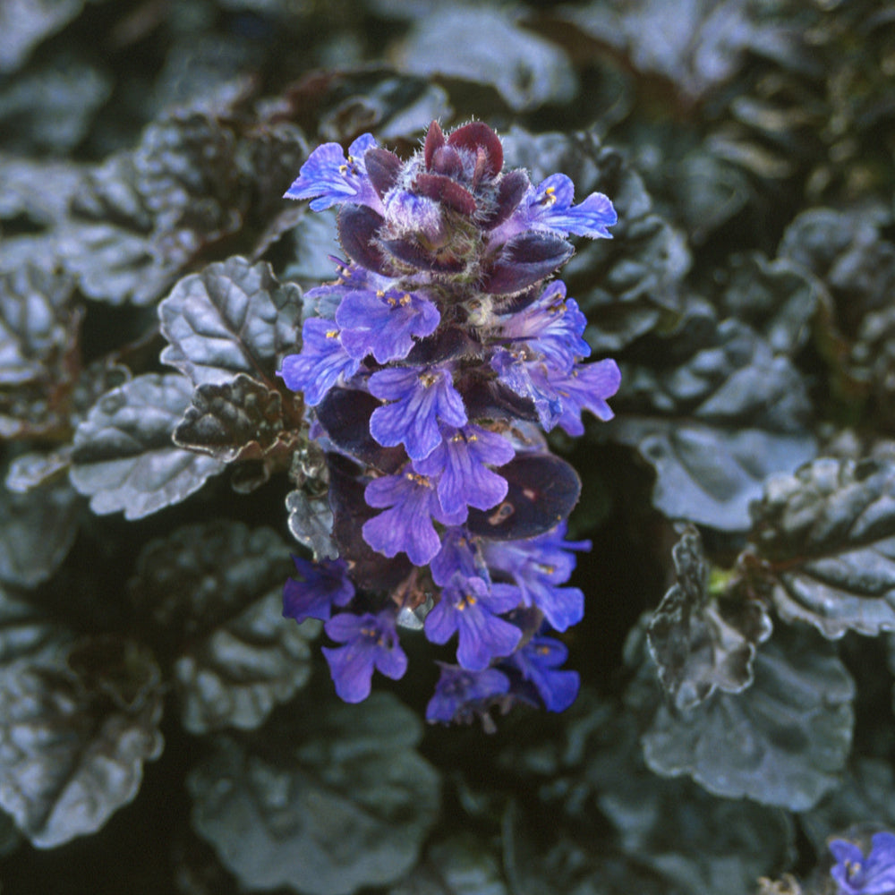 Ajuga Reptans Atropurpurea Pond Plant Bugle