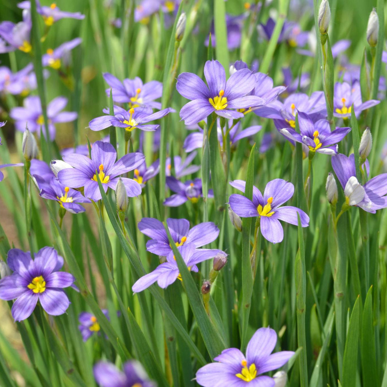 Sisyrinchum Angustifolium Pond Plant Blue Satin Flowers
