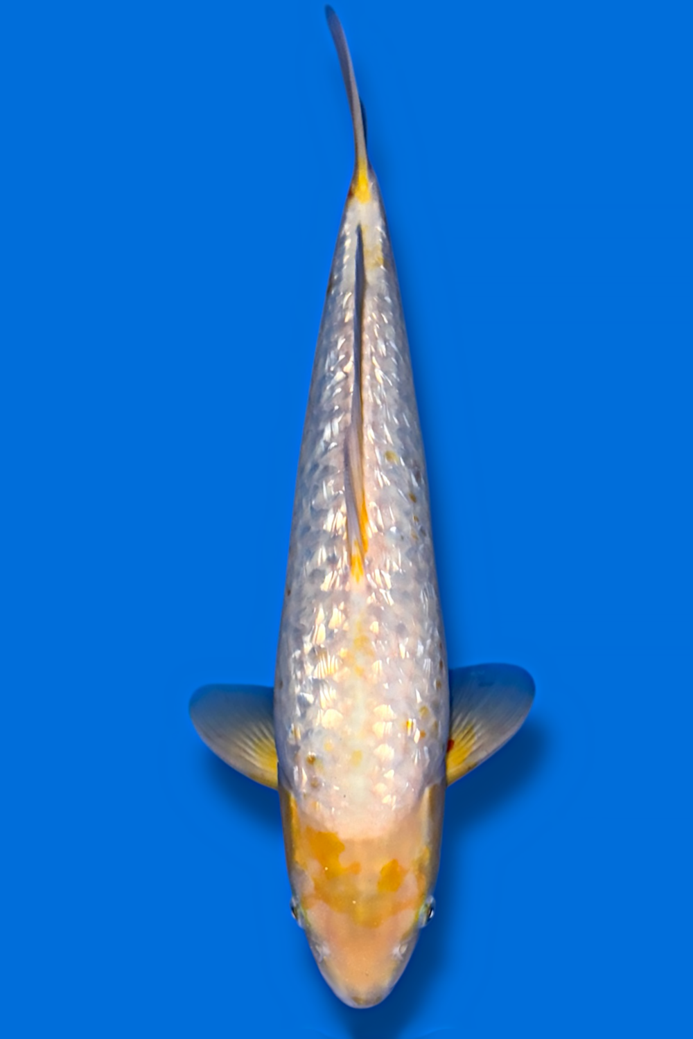 Golden Corn Ginrin #2 - 41cm - nisai - Taniguchi Koi Farm