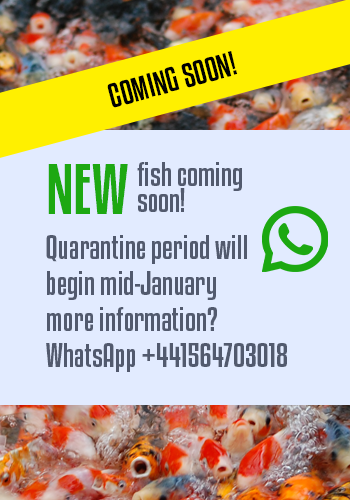 Tosai mix - Maruhiro Koi Farm