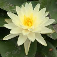 Denver Dwarf/Small Water Lilly 2 Ltr Pond Plant