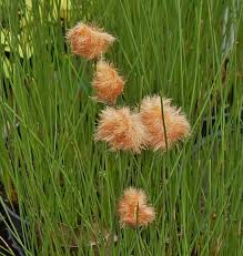 Eriophorum Russeolum Pond Plant Bronze Cottongrass