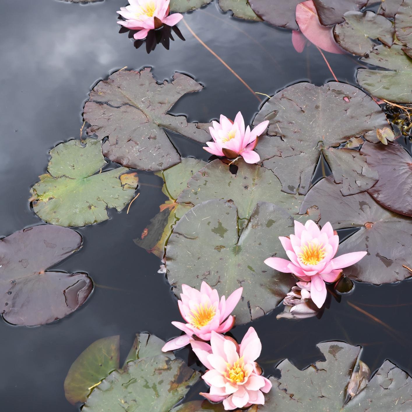 Little Sue Dwarf/Small Water Lilly 2 Ltr Pond Plant
