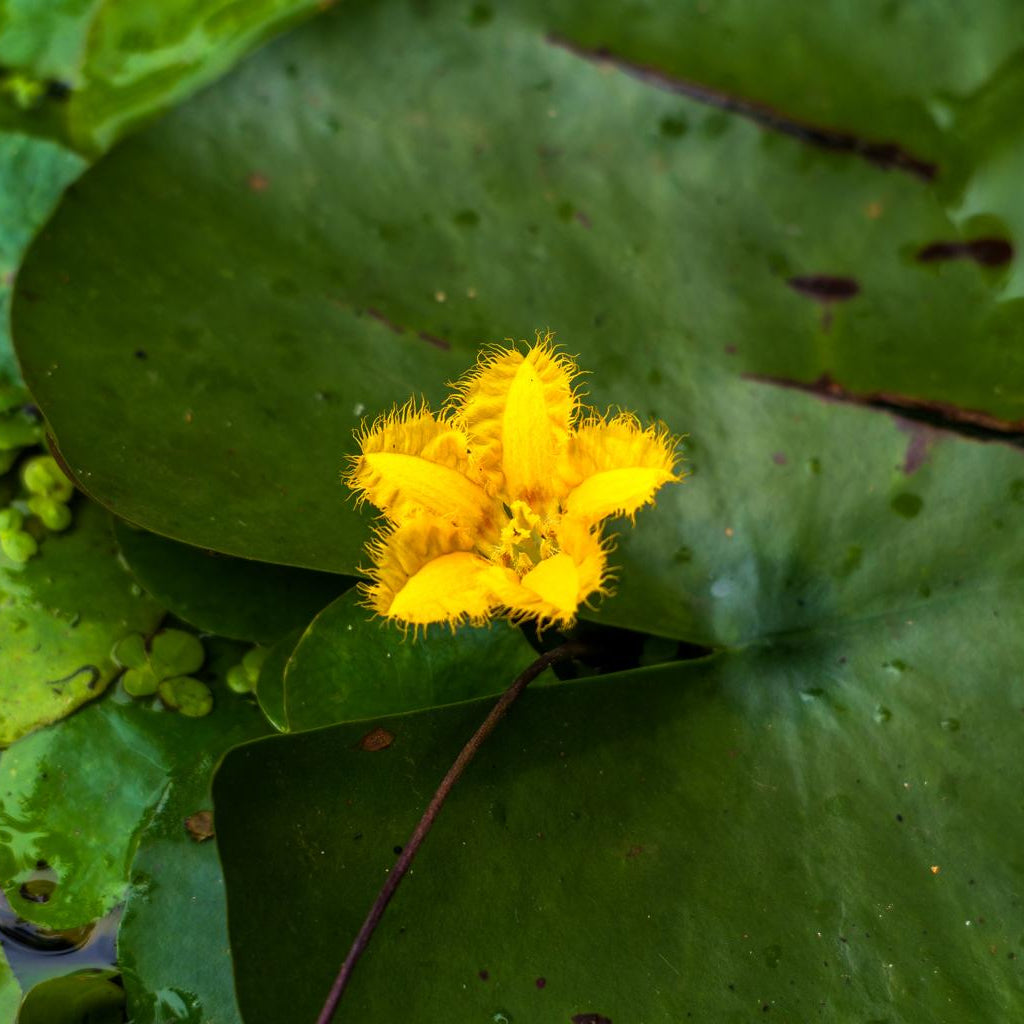 Nymphoides Peltata Pond Plant Fringe Lily