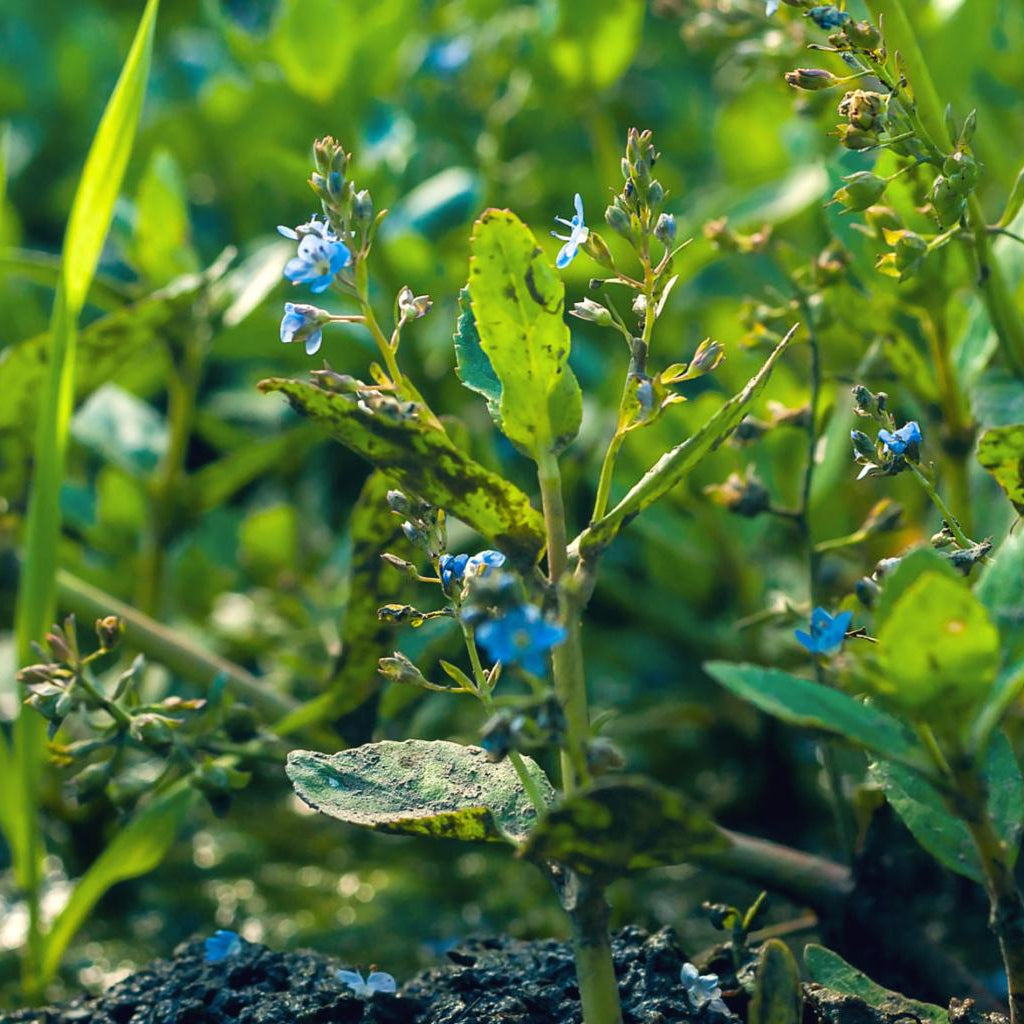 Veronica Beccabunga Pond Plant Brooklime