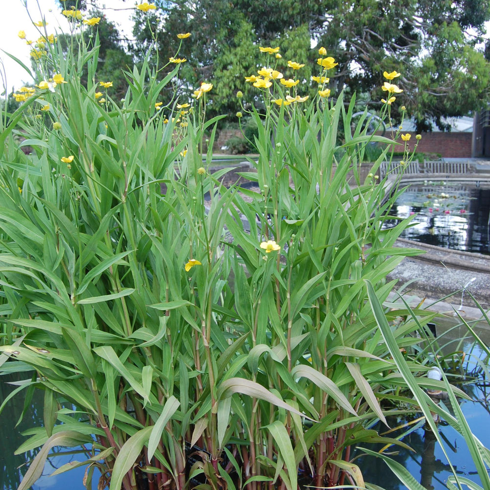 Ranunculus Lingua Grandiflora Pond Plant Giant Spearwort