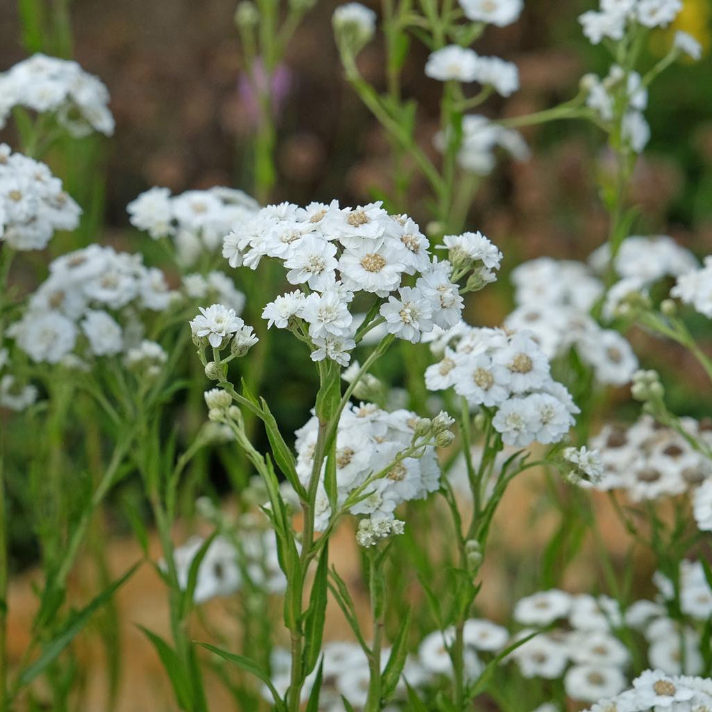 Achillea Ptarmica Pond Plant Sneezewort