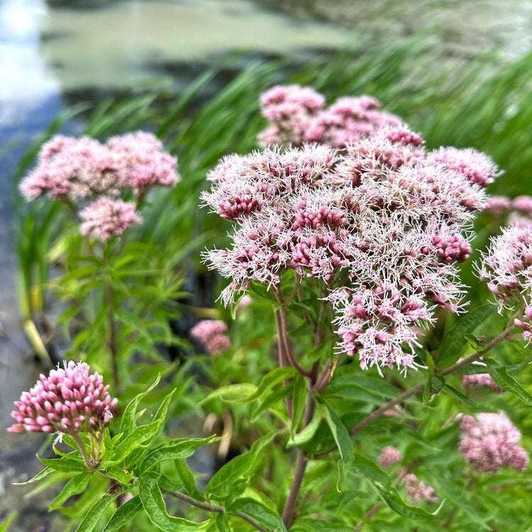Eupatorium Cannabinum Pond Plant Hemp Agrimony