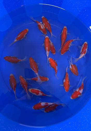 HQ Hirashin Tamasaba 10-14 cm +- red/white