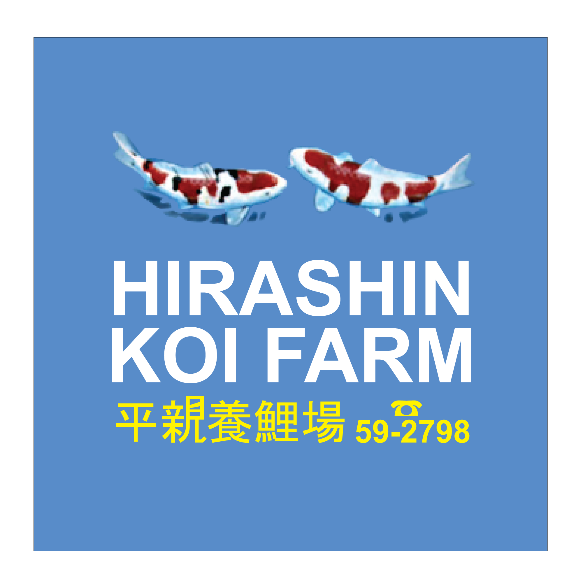 Hirashin tamasaba - young nisai - 12-14cm