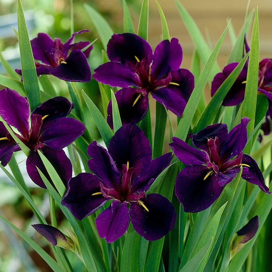 Iris Louisana Pond Plant Black Gamecock