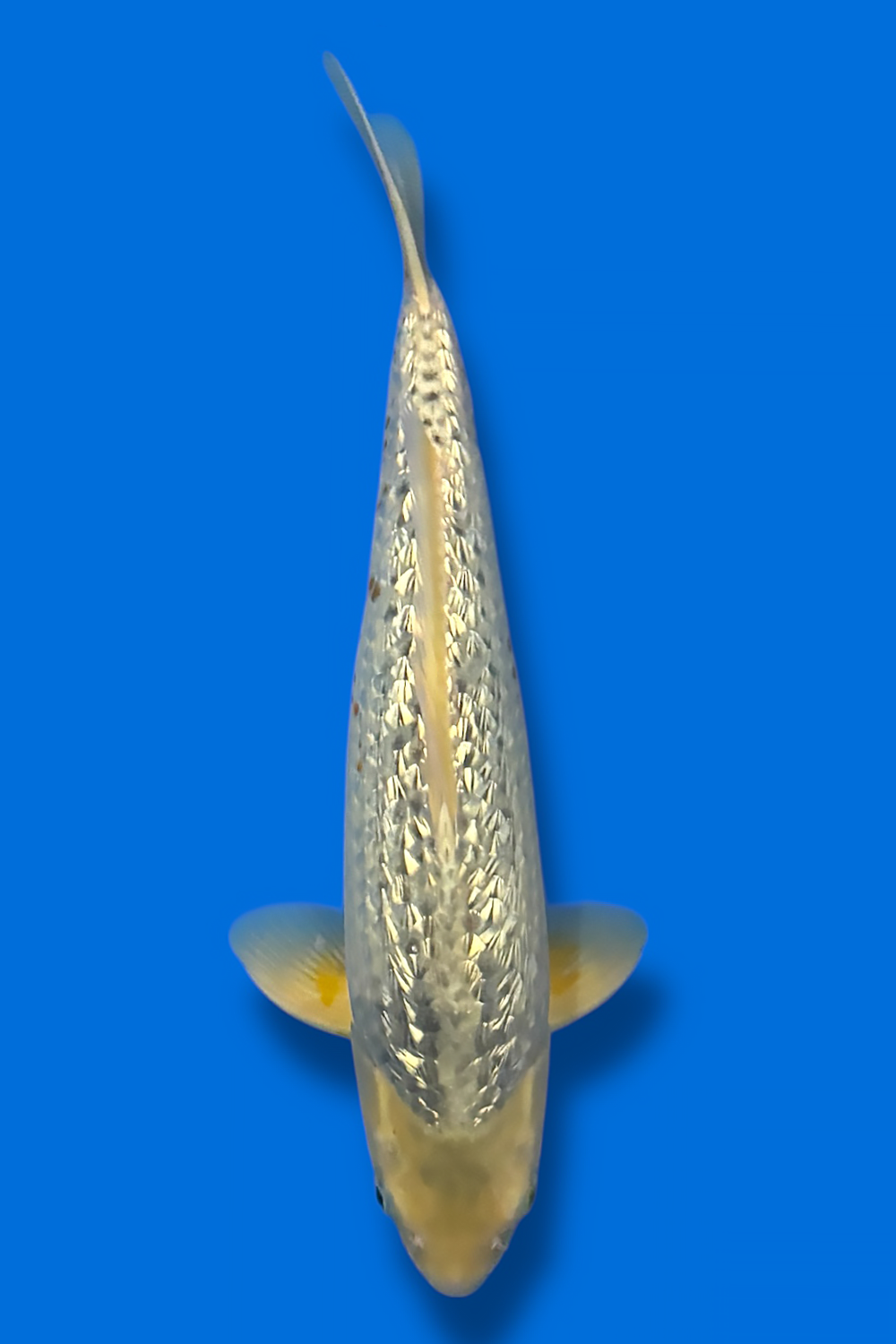 Golden Corn Ginrin #4 - 42cm - nisai - Taniguchi Koi Farm
