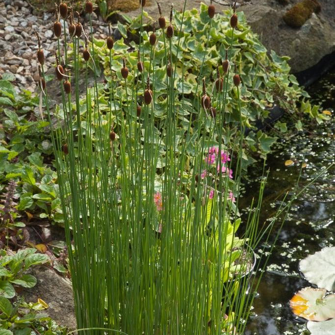 Typha Minima Pond Plant Miniature Reedmace 1 Ltr