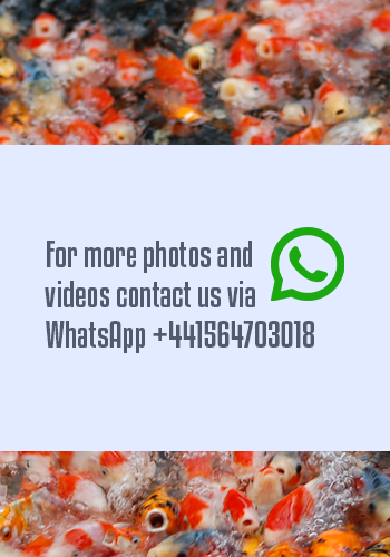 HQ Hirashin Tamasaba 10-14 cm +- red/white