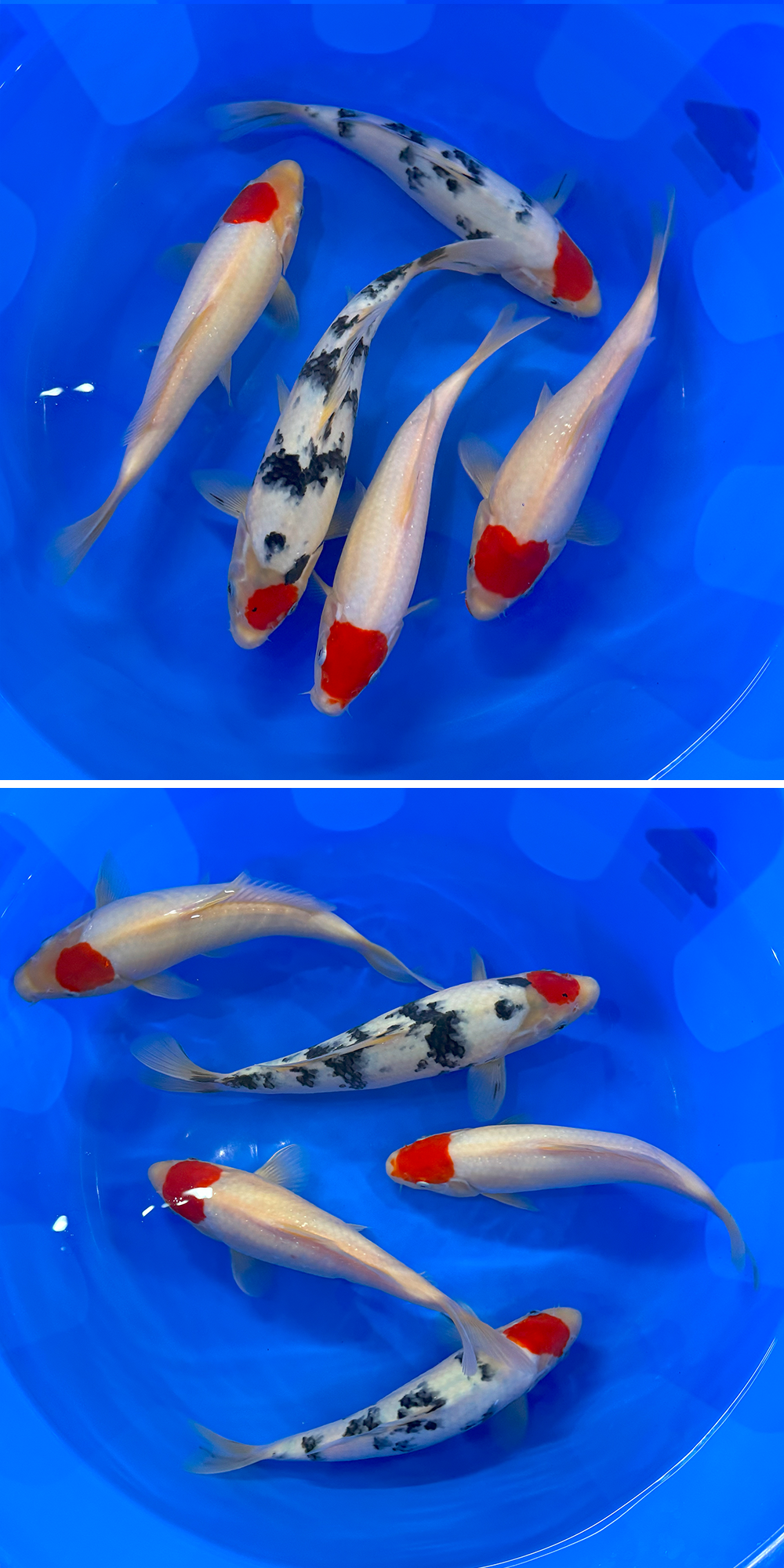 Pond fish direct 2025