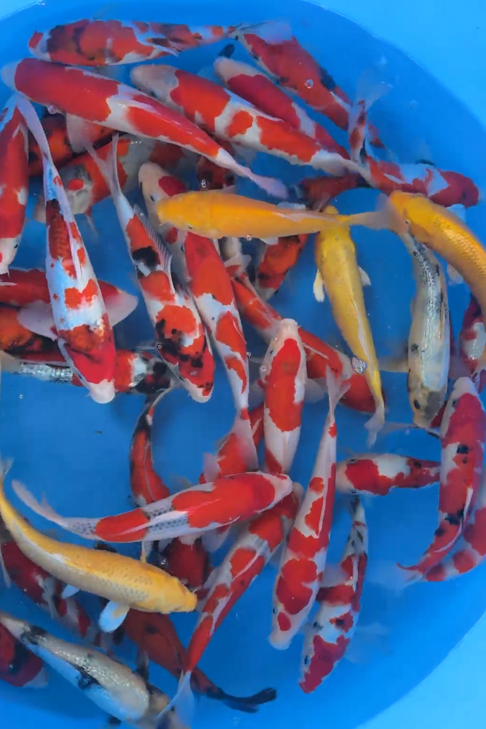 Jumbo tosai selection - 23-30cm - Ogata Koi Farm