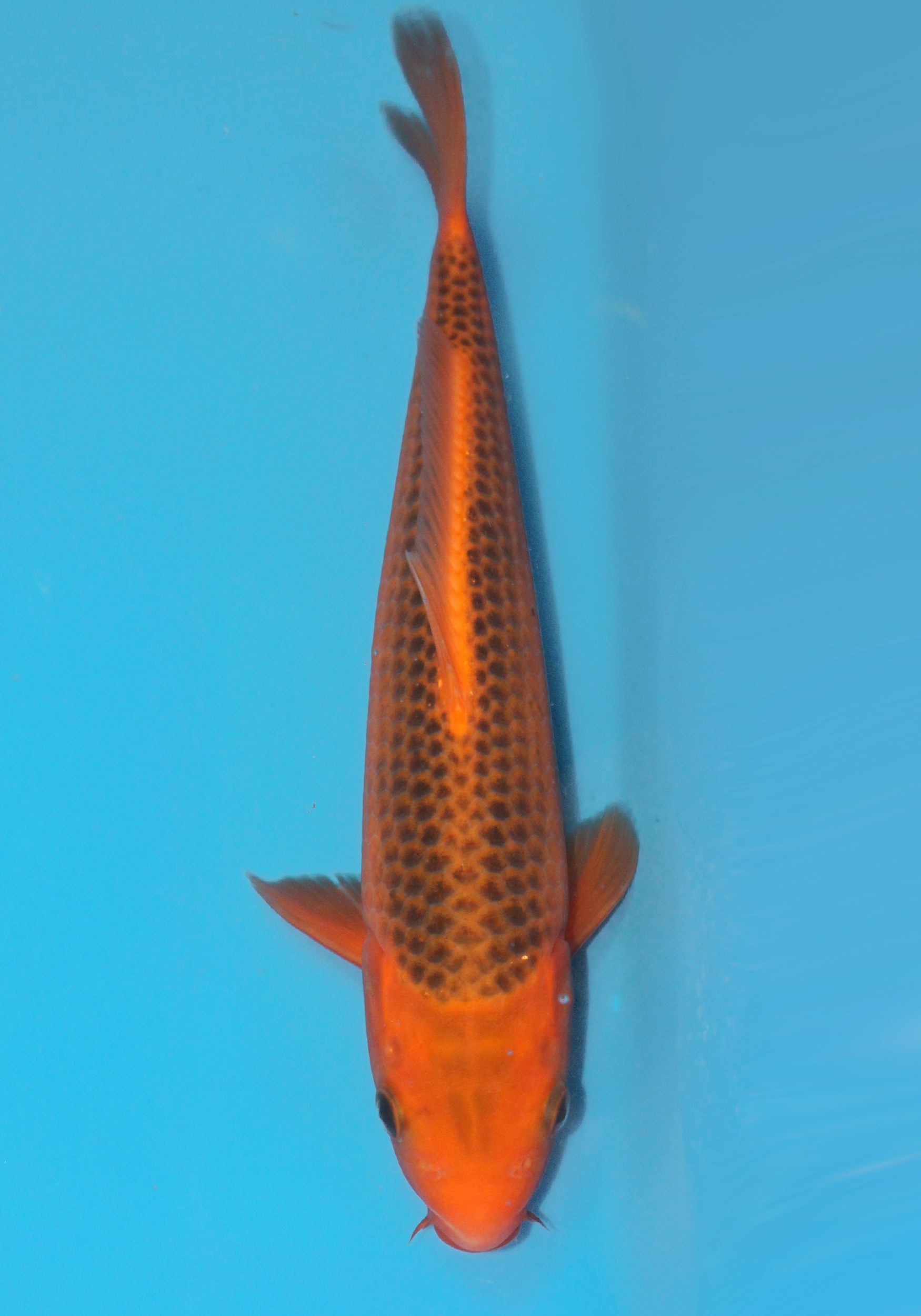 Okawa Aka Matsuba 28cm