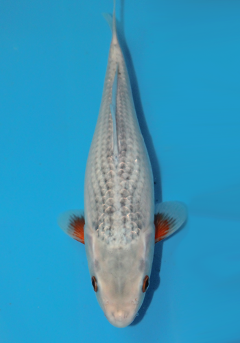 Okawa Asagi 28cm