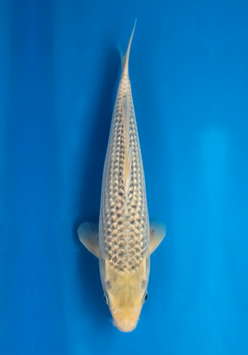 Okawa Ginrin Asagi 32cm
