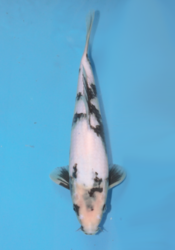 Okawa Shiro Utsuri #1 29cm
