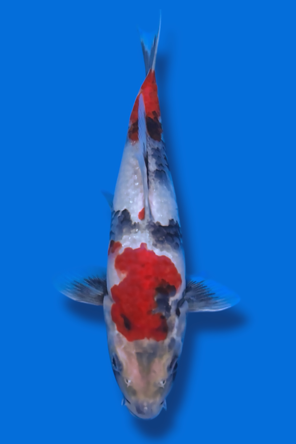 Showa - 28cm - Okawa Nishikigoi Center