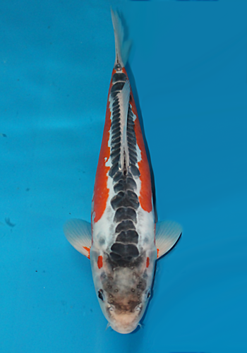 Okawa Shusui 32cm