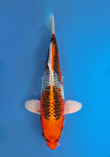 Omosako Kujaku 32cm