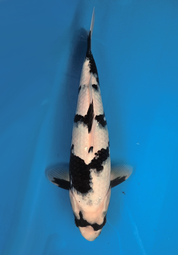 Omosako Shiro Utsuri 37cm